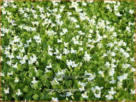 Cymbalaria pallida 'Alba'
