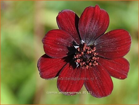 Cosmos atrosanguineus