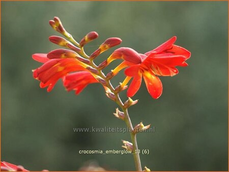 Crocosmia &#39;Emberglow&#39;