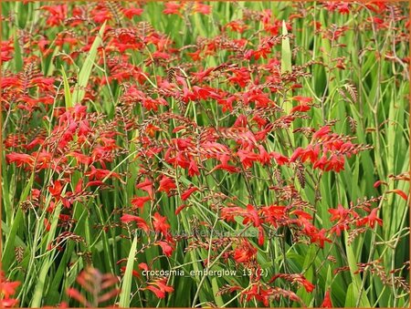 Crocosmia &#39;Emberglow&#39;