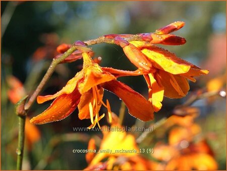 Crocosmia &#39;Emily McKenzie&#39;