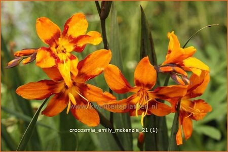 Crocosmia &#39;Emily McKenzie&#39;