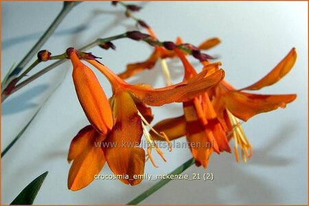 Crocosmia &#39;Emily McKenzie&#39;