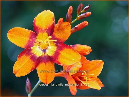 Crocosmia &#39;Emily McKenzie&#39;