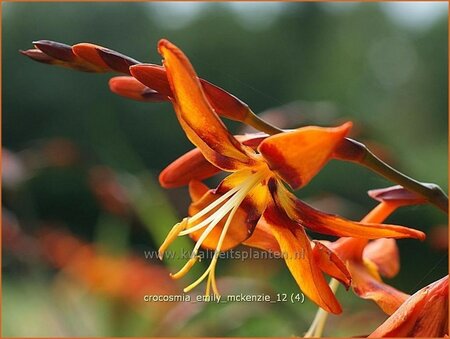 Crocosmia &#39;Emily McKenzie&#39;