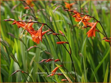 Crocosmia &#39;Emily McKenzie&#39;