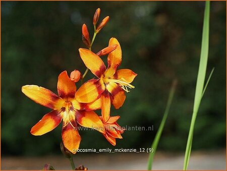 Crocosmia &#39;Emily McKenzie&#39;