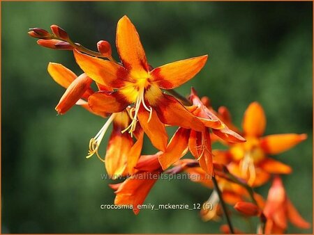 Crocosmia &#39;Emily McKenzie&#39;