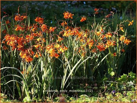 Crocosmia &#39;Emily McKenzie&#39;