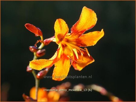 Crocosmia &#39;Emily McKenzie&#39;