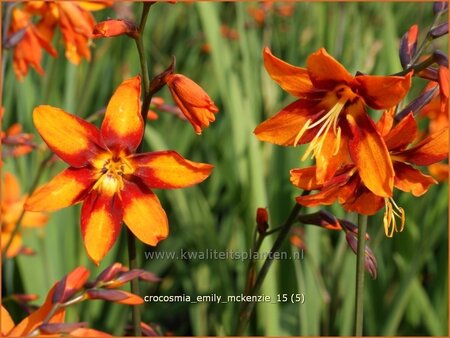 Crocosmia &#39;Emily McKenzie&#39;