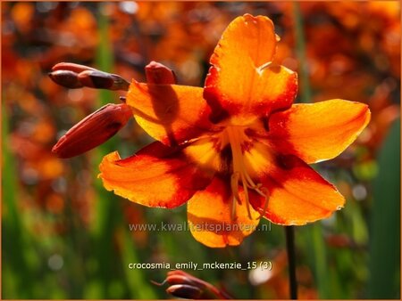 Crocosmia &#39;Emily McKenzie&#39;