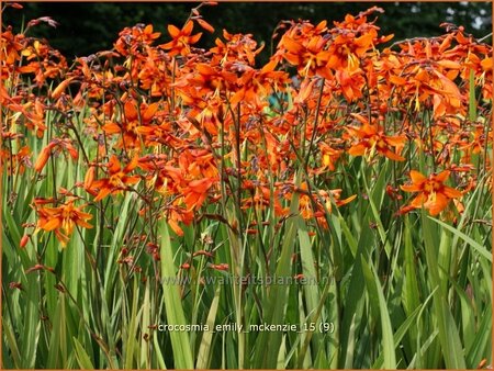 Crocosmia 'Emily McKenzie'