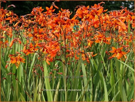 Crocosmia &#39;Emily McKenzie&#39;