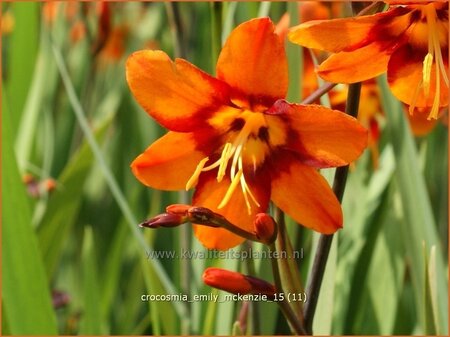 Crocosmia &#39;Emily McKenzie&#39;