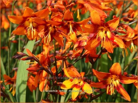 Crocosmia &#39;Emily McKenzie&#39;