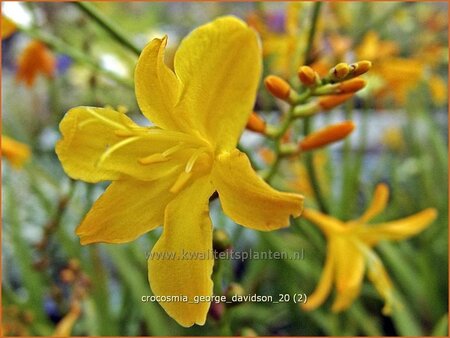 Crocosmia 'George Davidson'
