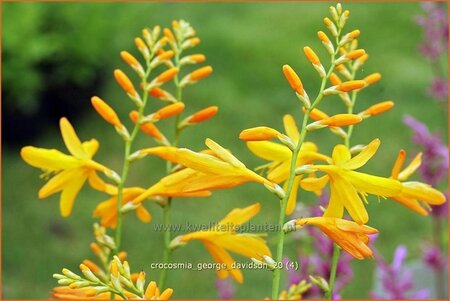 Crocosmia 'George Davidson'