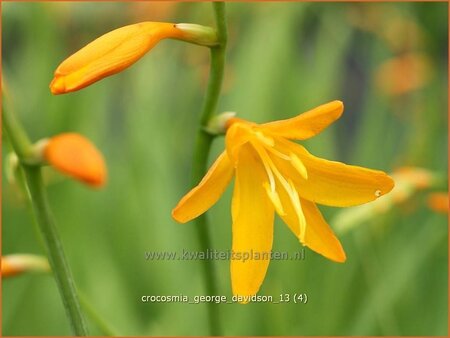 Crocosmia 'George Davidson'