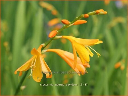 Crocosmia 'George Davidson'