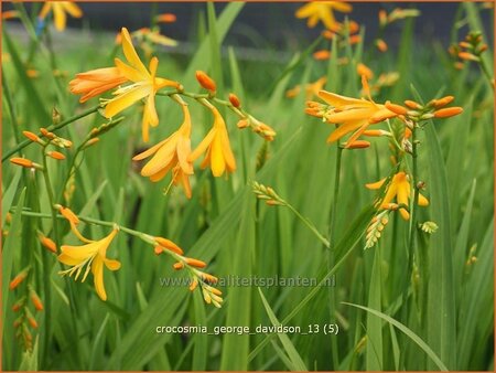 Crocosmia 'George Davidson'
