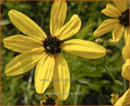 Coreopsis tripteris