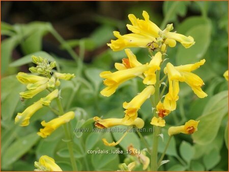 Corydalis lutea