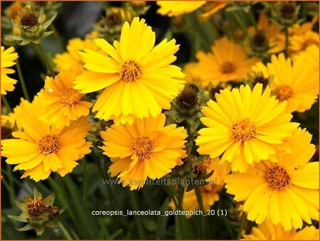 Coreopsis lanceolata &#39;Goldteppich&#39;