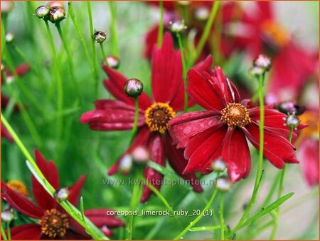 Coreopsis 'Limerock Ruby'