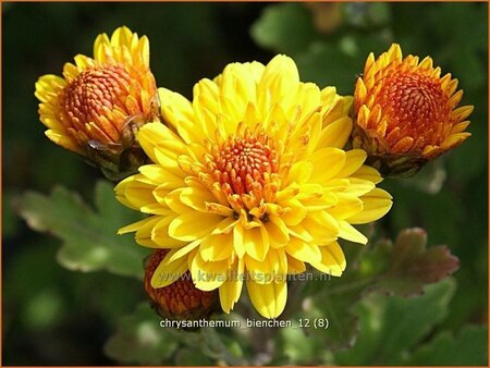 Chrysanthemum &#39;Bienchen&#39;
