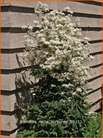 Clematis recta &#39;Purpurea&#39;