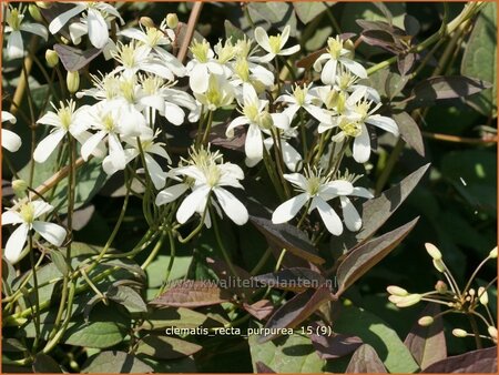 Clematis recta &#39;Purpurea&#39;