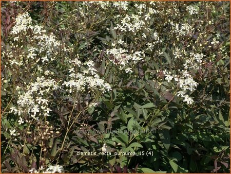 Clematis recta &#39;Purpurea&#39;