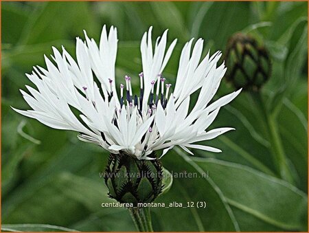Centaurea montana 'Alba'