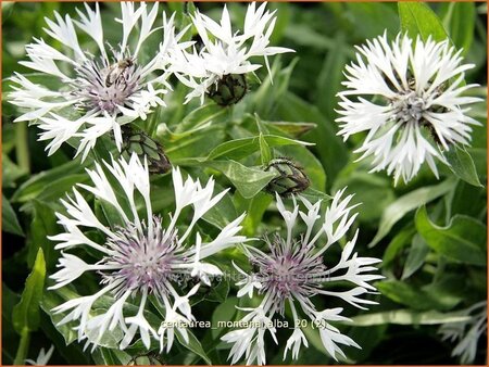 Centaurea montana 'Alba'
