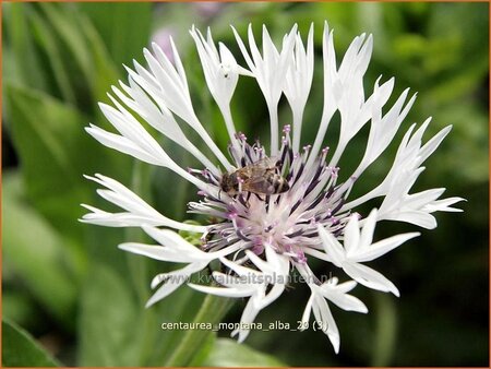 Centaurea montana 'Alba'