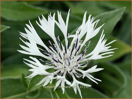 Centaurea montana 'Alba'
