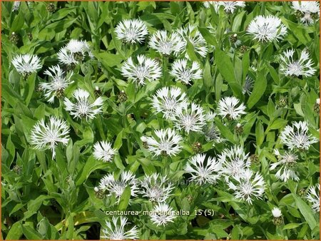 Centaurea montana 'Alba'