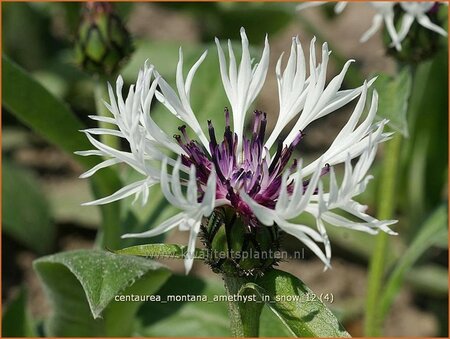 Centaurea montana &#39;Amethyst in Snow&#39;