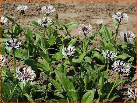 Centaurea montana &#39;Amethyst in Snow&#39;