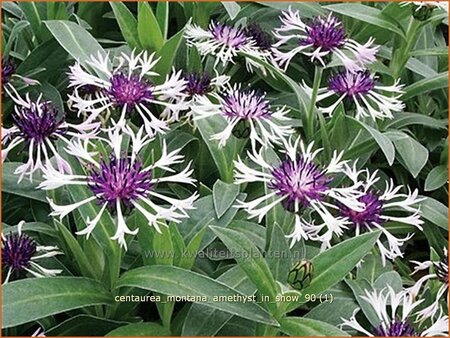 Centaurea montana &#39;Amethyst in Snow&#39;