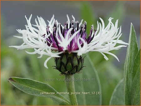 Centaurea montana 'Purple Heart'