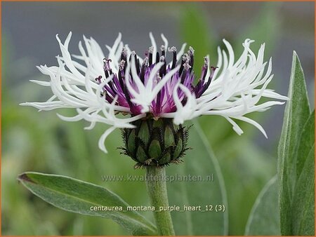 Centaurea montana &#39;Purple Heart&#39;