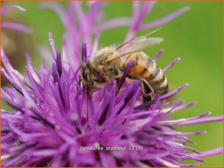 Centaurea scabiosa