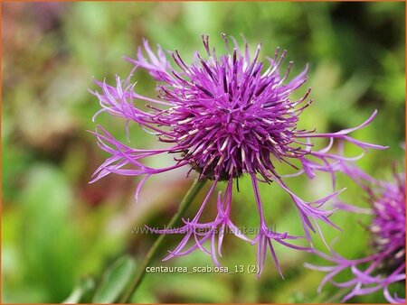 Centaurea scabiosa