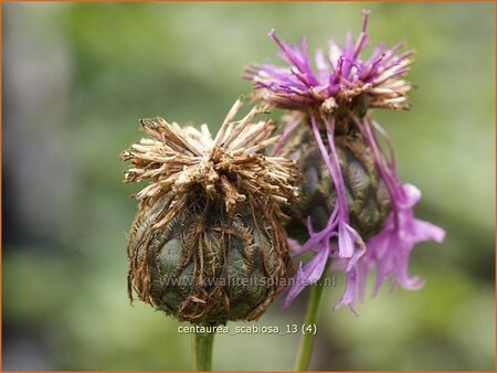 Centaurea scabiosa