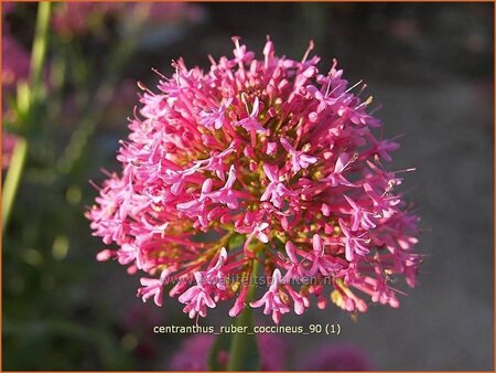 Centranthus ruber &#39;Coccineus&#39;