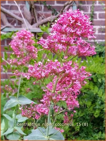 Centranthus ruber &#39;Coccineus&#39;