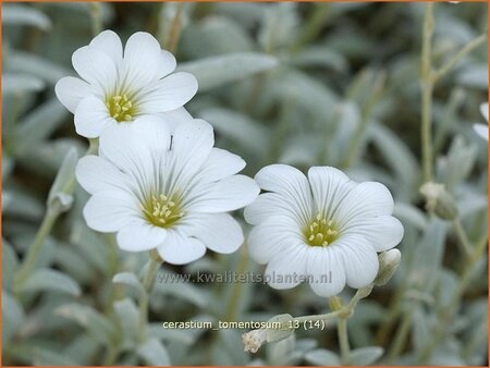 Cerastium tomentosum