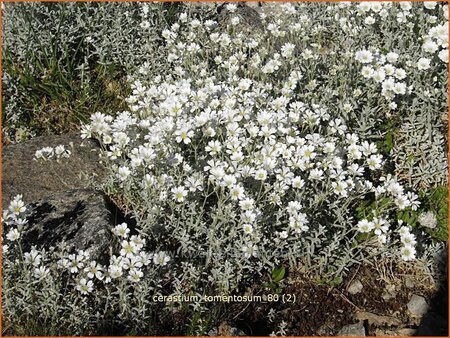 Cerastium tomentosum